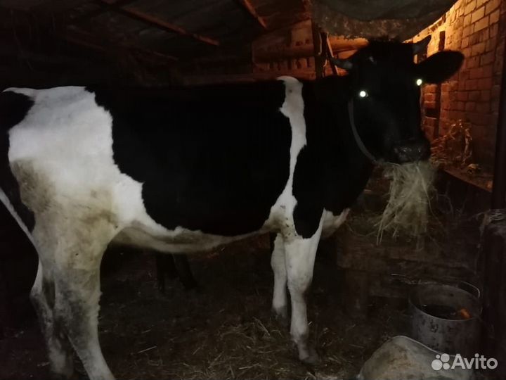 Корова и тёлка