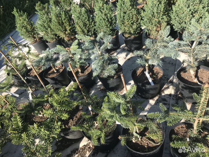 Хвойники. Деревья. Ели, сосны, туи, можжевельники