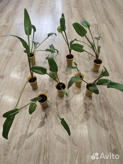 Дримиопсис