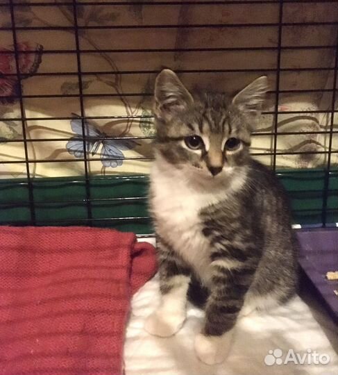 Котенок мальчик