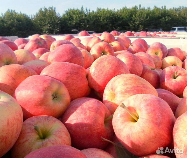 Яблоки сезонные