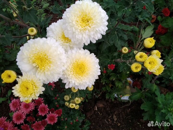 Хризантемы крупноцветковые
