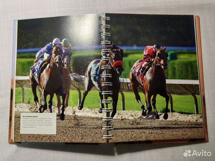 Уход за лошадью. Энциклопедия