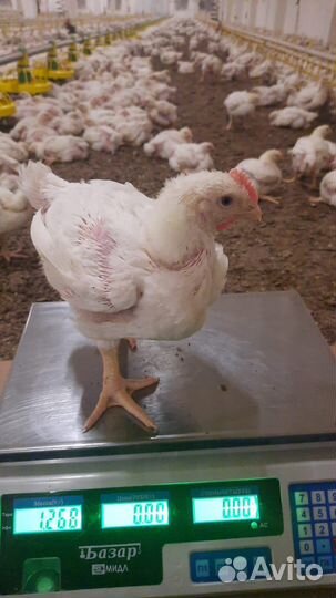 Цыплята бройлеры, Утята