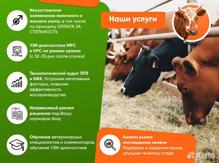 Осеменение коров l Узи коров и тёлок