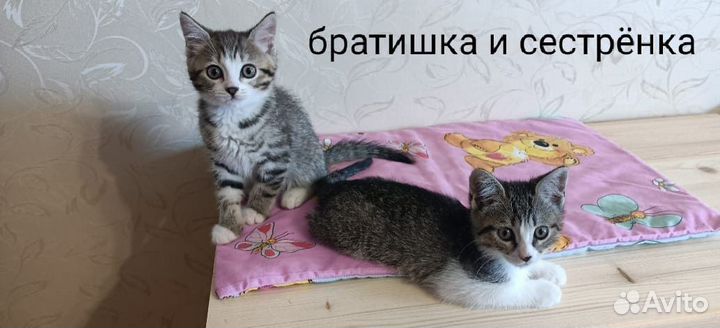 Котята в добрые руки