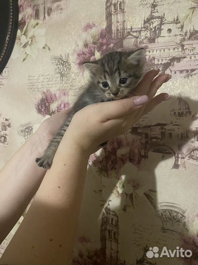 Котенок