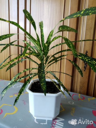 Домашний цветок Кротон