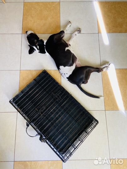 Клетка для кошек и собак в аренду