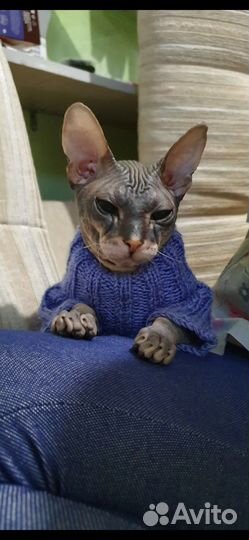 Одежда для собак