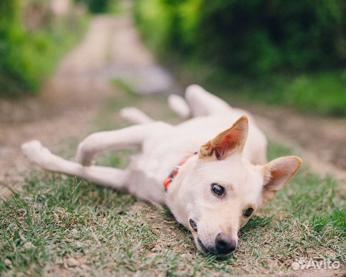 Белоснежная красотка