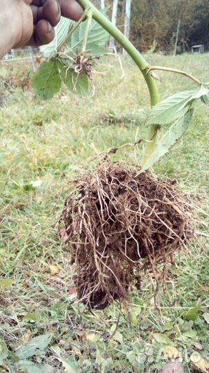 Саженцы ежевики зкс и окс