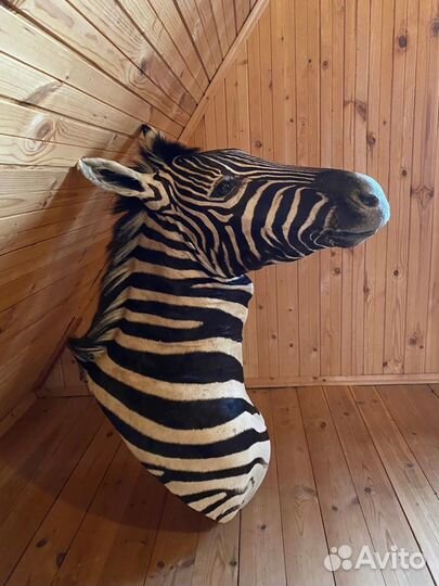 Чучело животного