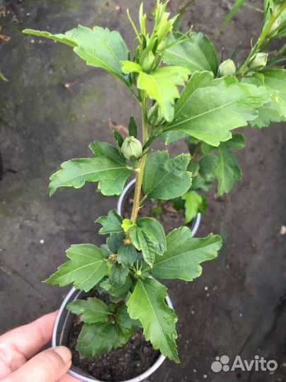 Гибискус Рэд Хард