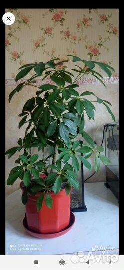 Шефлера. Толстянка хоббит