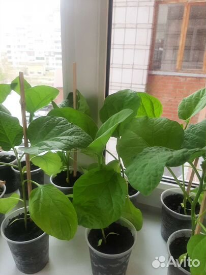 Рассада баклажан (уличные)