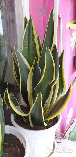Цветы домашние Сансевиерия