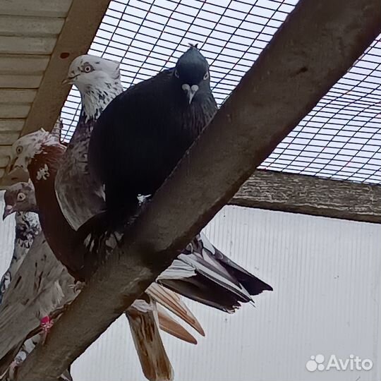 Бойные голуби, андижанский и бакинские