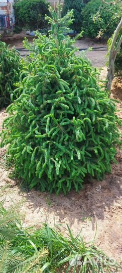 Эль Энгельмана