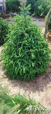 Эль Энгельмана