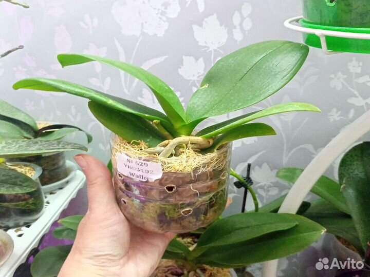 Орхидея Биг лип