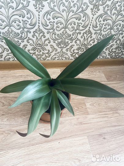 Кордилина растение комнатное