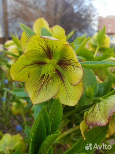 Морозник(многолетник)