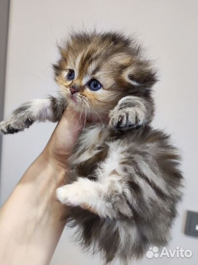 Кошка шотландская длинношерстная