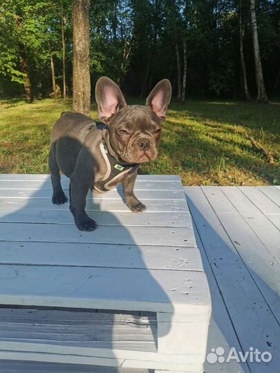 Французский бульдог голубой, лиловый