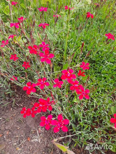 Многолетние садовые растения