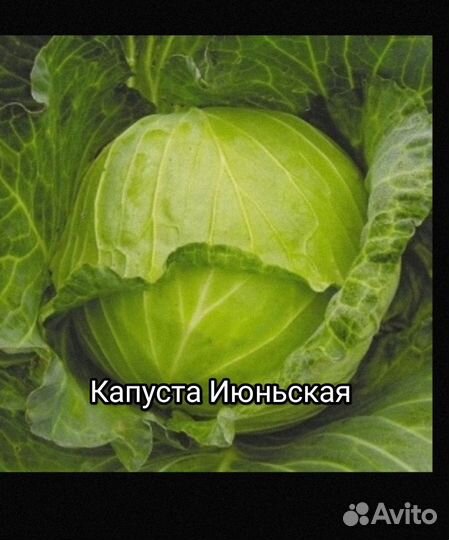 Капуста. Семена профессиональные