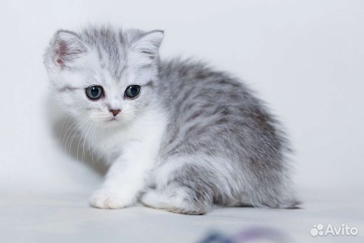 Шотландская зеленоглазая девочка