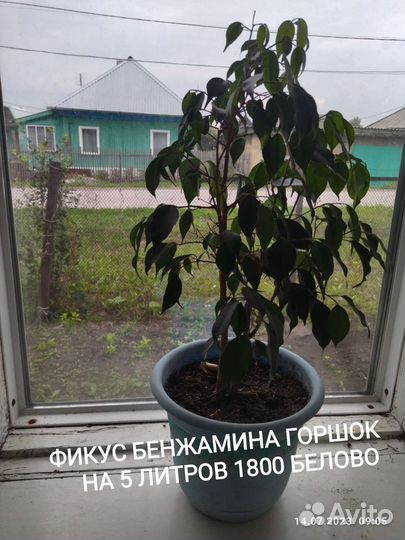 Фикус бенджамина