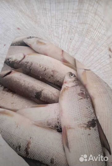 Сиг северный