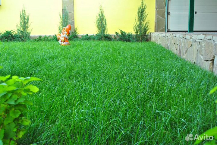 Семена газона