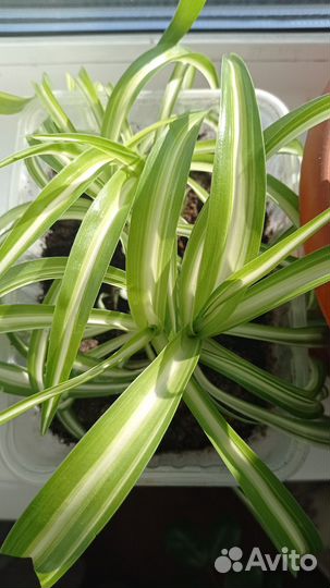 Продажа комнатных цветов