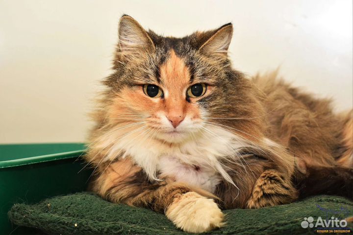 Кошка Розмерта, 5 лет