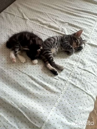 Кошки в добрые руки бесплатно