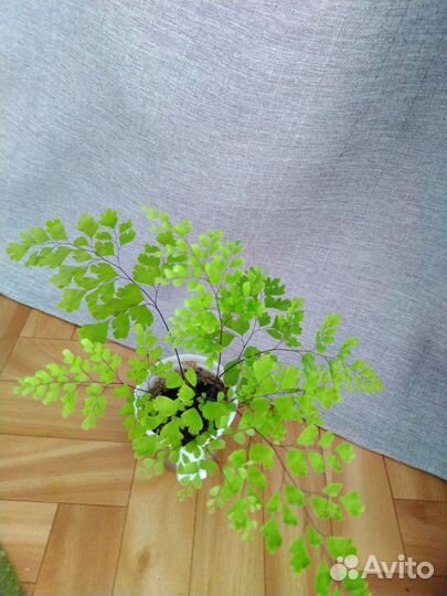 Комнатные растения папоротники