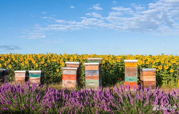 Мед натуральный из Алтая оптом