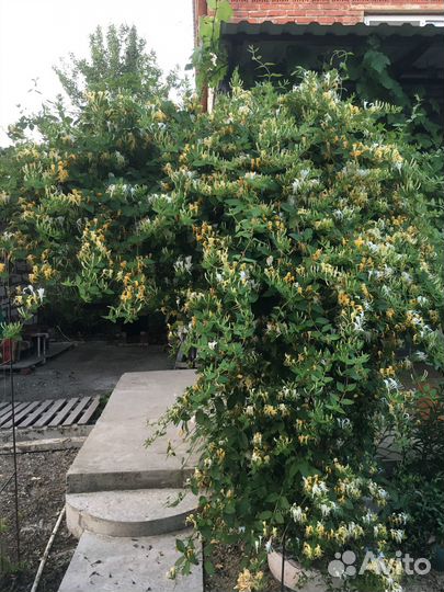 Жимолость каприфоль