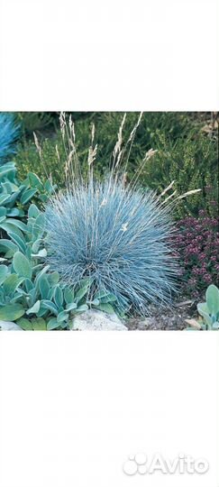 Овсяница сизая, почвопокровная