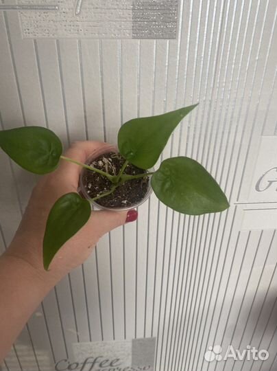 Алоказия кукулата