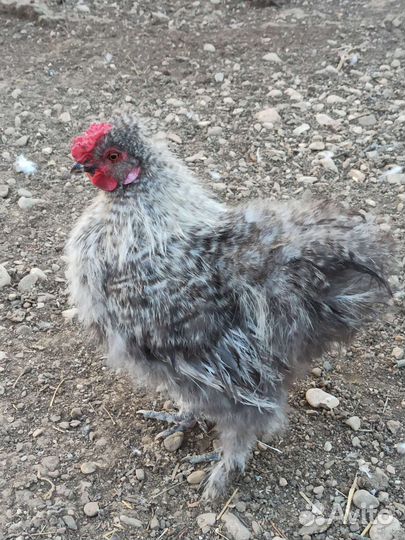 Петух-китайский шёлковый