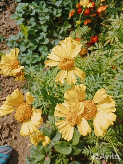 Семена бархатцев (жёлтые, пёстрые оранжевые)