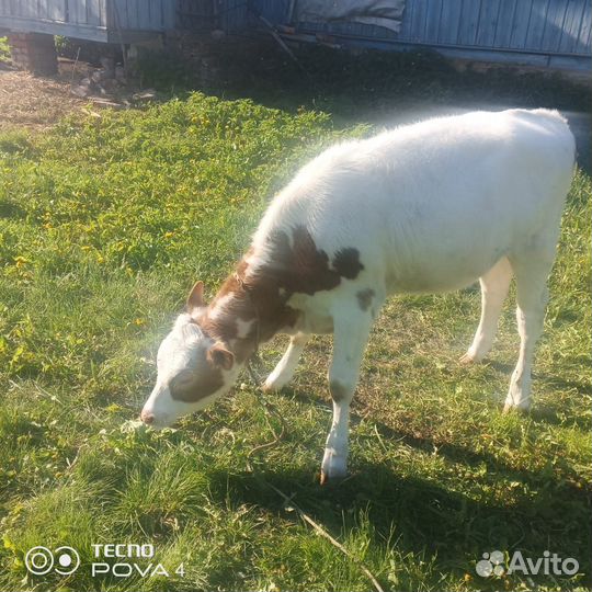 Телята и телочки