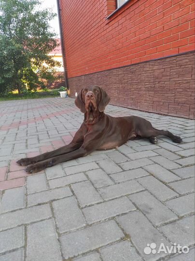 Щенки Курцхаара