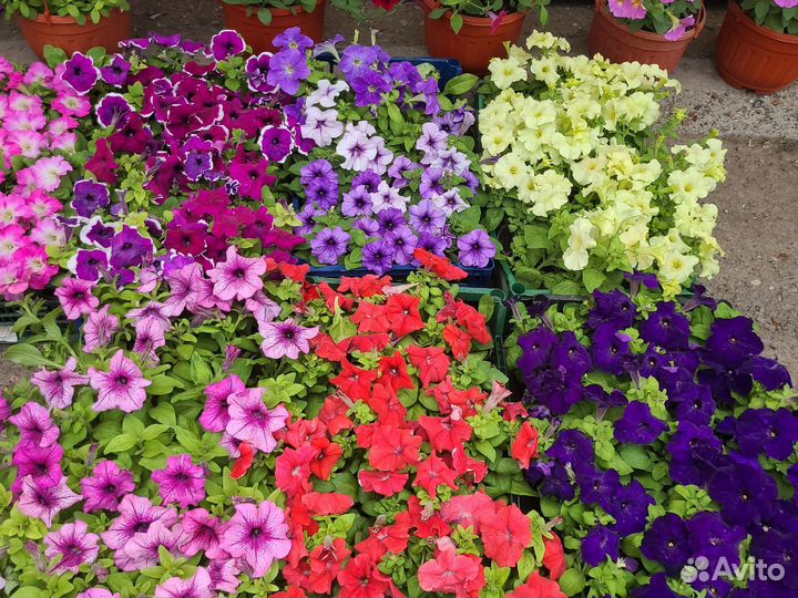 Рассада однолетних и многолетних растений