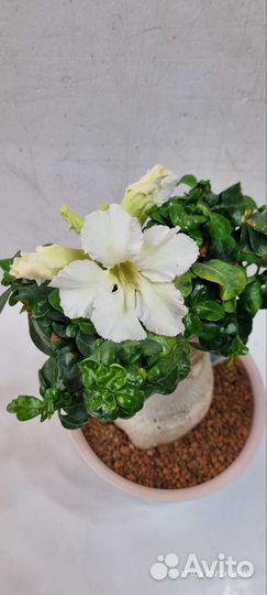 Мини adenium