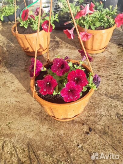 Петунии ампельные в кашпо